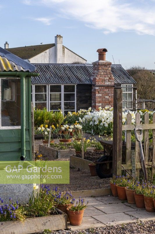 Outbuildings around a gravel area with raised bed full of spring bulbs.