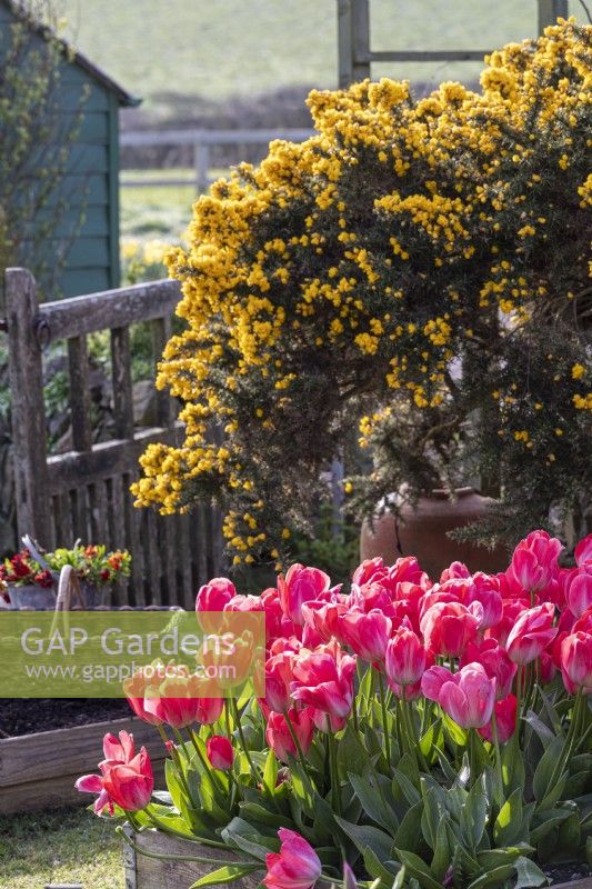 Colourful garden filled with spring bulbs. Tulipa 'Van Eijk' in foreground, Gorse bush behind