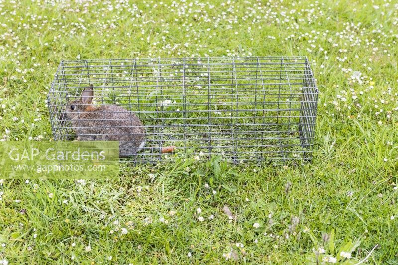 Rabbit caught in humane metal cage on lawn. June