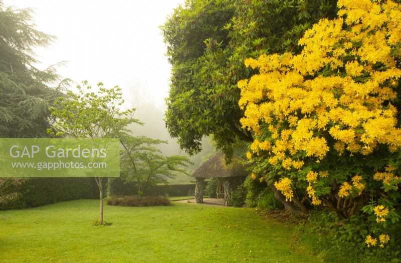 A rustic style summerhouse with wooden latice pillars beside Rhododendron luteum, a bright yellow Azalea pontica at Chideock Manor Garden, North Chideock, Bridport, Dorset, UK