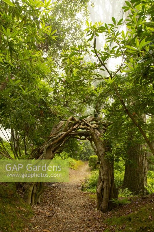 A wooden arch made of Rhodendron branches over a path leading to the Wilderness Garden