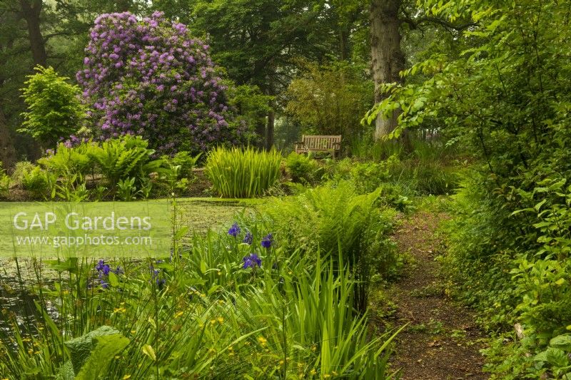 Marginal planting such as Iris and Ferns. Rhododendron beyond in the Stream Garden