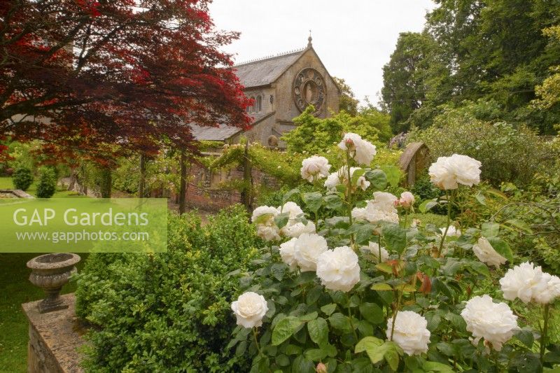 Rosa 'Tranquillity' - Shrub Rose - in a bed with view of the church beyond