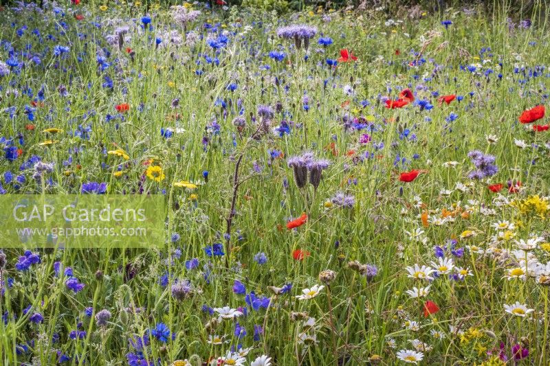 Wildflower meadow with cornfield annuals and grasses