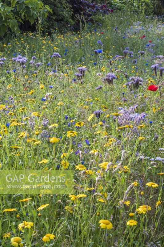 Wildflower meadow with cornfield annuals - Glebionis segetum, borage and Phacelia tanacetiflora in foreground