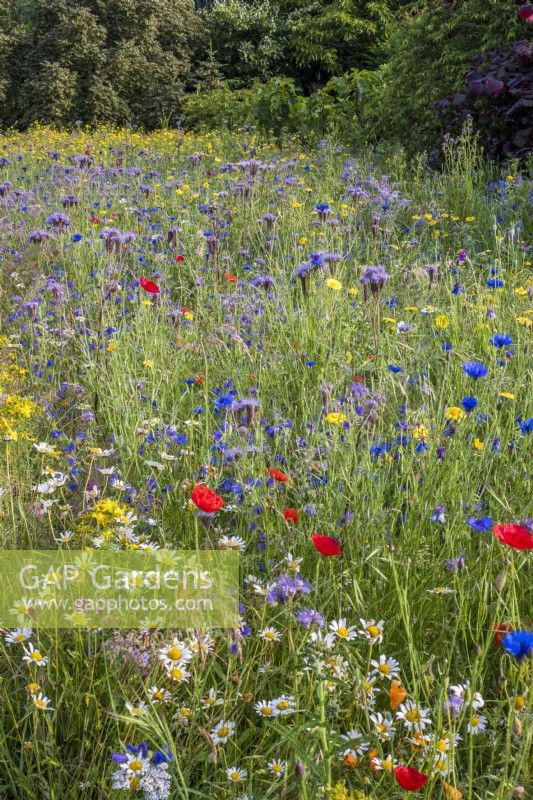 Wildflower meadow with cornfield annuals and grasses