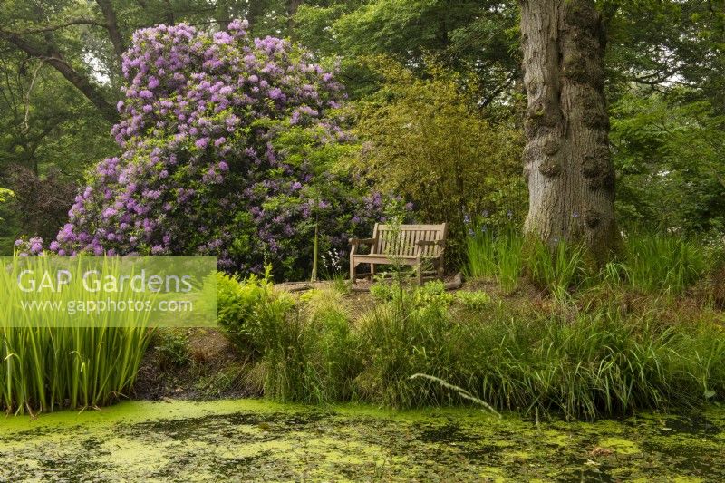 Marginal plants on the banks of a stream, Rhododendron and bench beyond