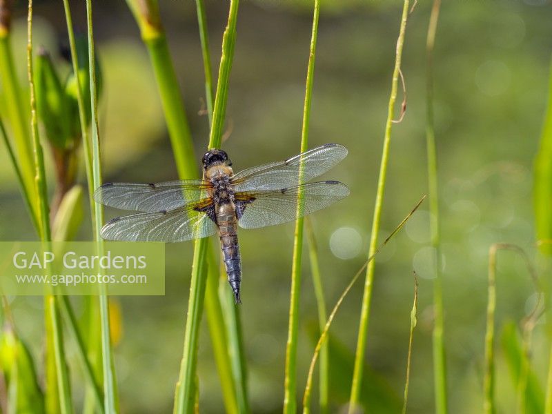 Four-spotted chaser Libellula quadrimaculata July summer
