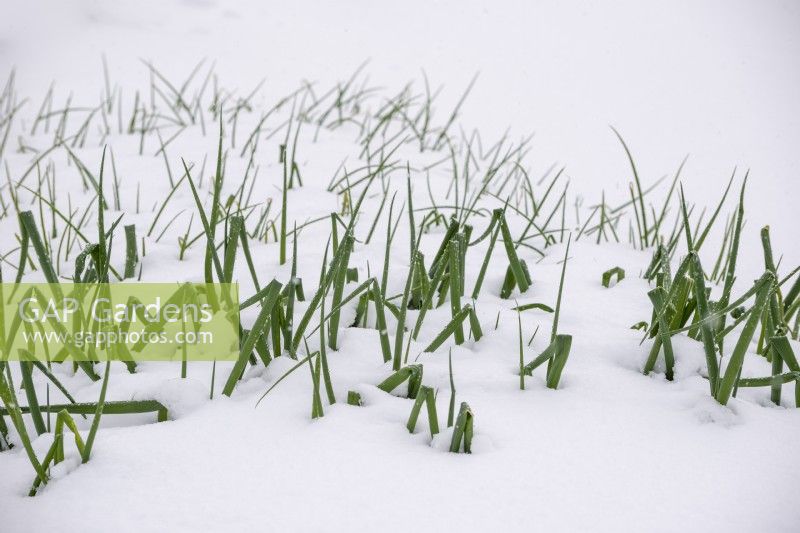 Snow on Spring Onions 'Matrix' and 'White Lisbon'