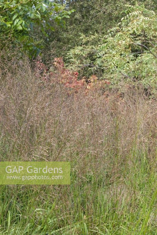 Molinia caerulae 'Karl Foerster' - Moor Grass