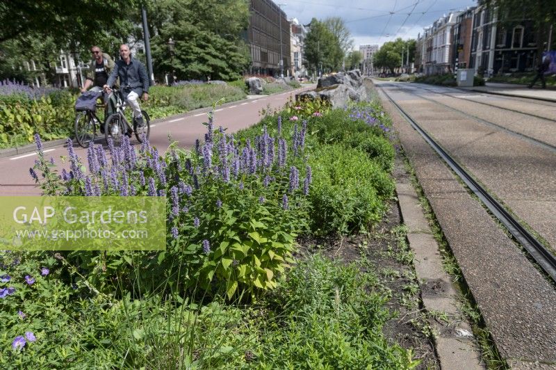 Greening of public spaces Amsterdam. On the Sarphatistraat and Frederiksplein the car has been deprioritised in favour of the bicycle and a traffic lane has been changed into a green central reservation planted with perennials between the bicycle lane and the tram tracks.
