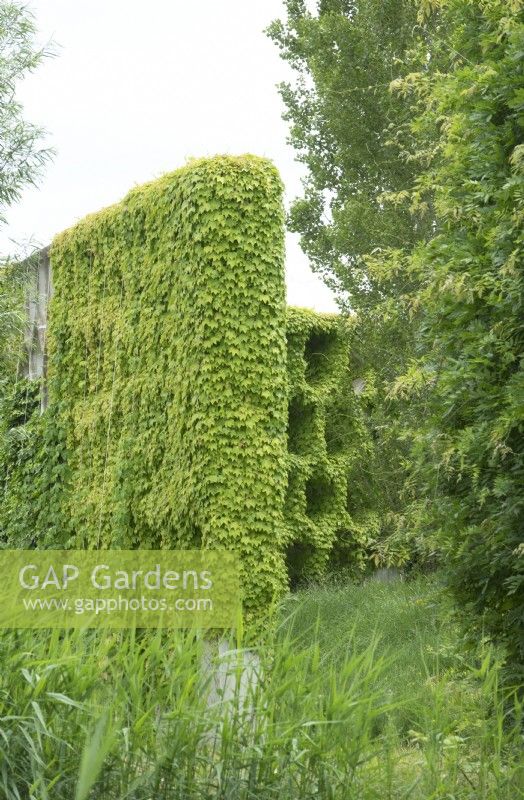 Climbing plants occupy the concrete percola.