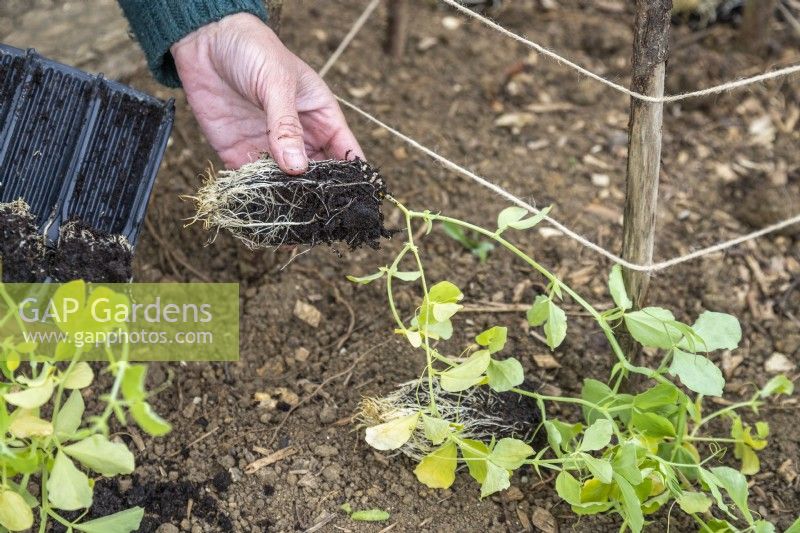 Removing Sweet Pea seedlings from root trainer