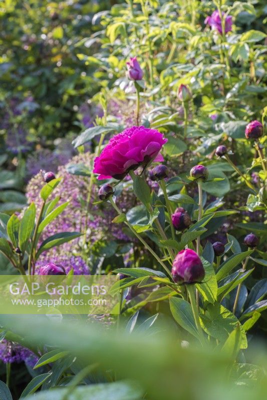 Paeonia lactiflora 'Karl Rosenfeld' 