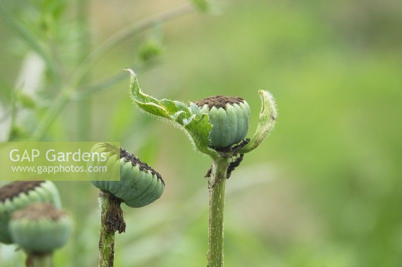 Faded buds of Papaver orientale - Karine.