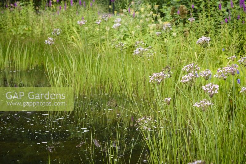 Butomus umbellatus, the flowering rush, in July