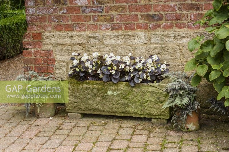 Rustic trough planted with purple leaved begonias flanked with pots of Japanese painted ferns, Athyrium niponicum var. pictum, in July