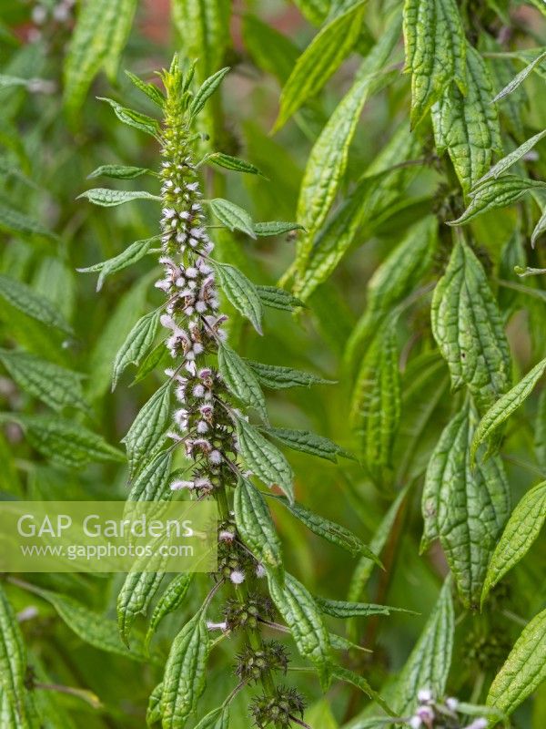 Leonurus cardiaca - Common motherwort - August