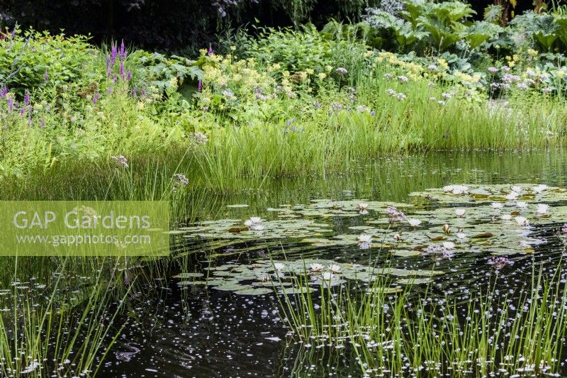 Naturalistic pond with white water lilies fringed with reeds and flowering rush, Butomus umbellatus, in July