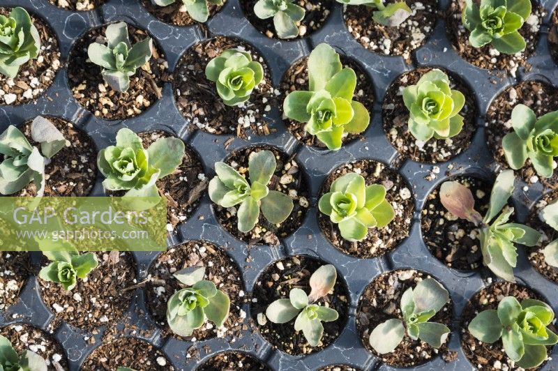 Small plants of sedum in growing trays 