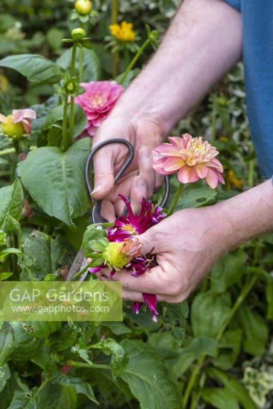 Gardener deadheading spent Dahlia flowers