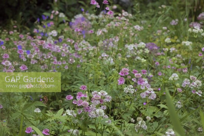 Astrantia 'Buckland' in a woodland edge planting during June