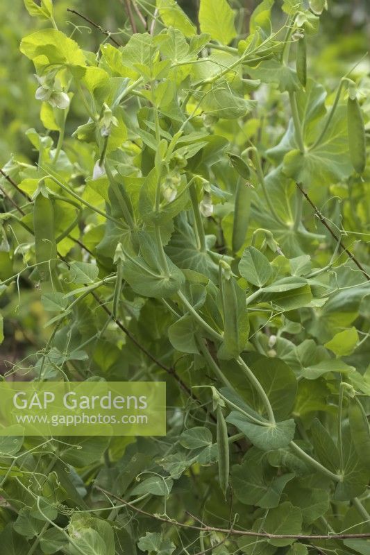 Pisum sativum 'Ambassador' Pea