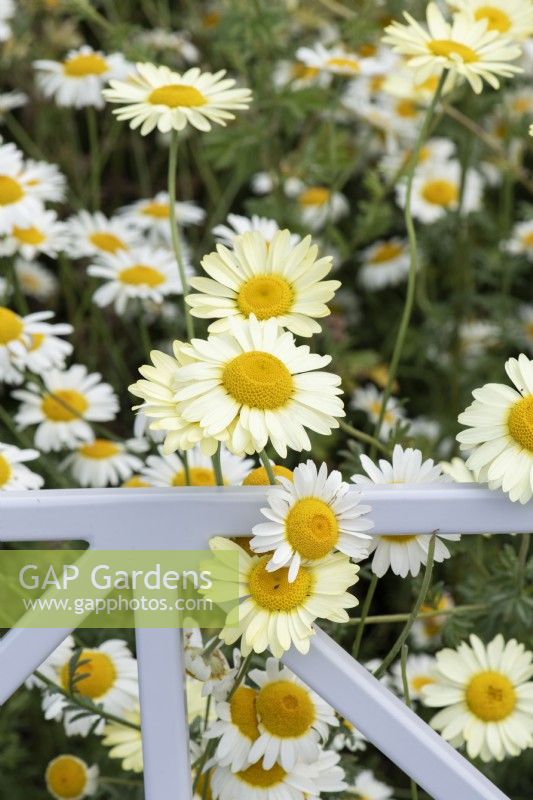 Anthemis tinctoria 'EC Buxton' - Dyers chamomile