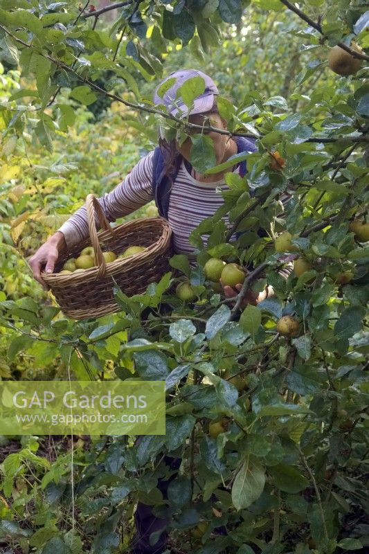 Woman gardener picking crop of russet eating apples in mid October from Malus domestica 'Ashmeads Kernel'