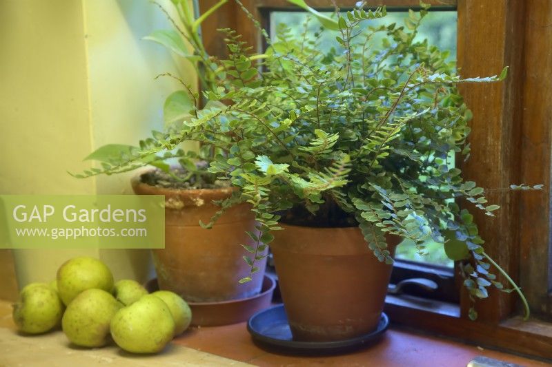 Plants for a north facing windowsill - Pellaea rotundifolia, Epipremnum aureum