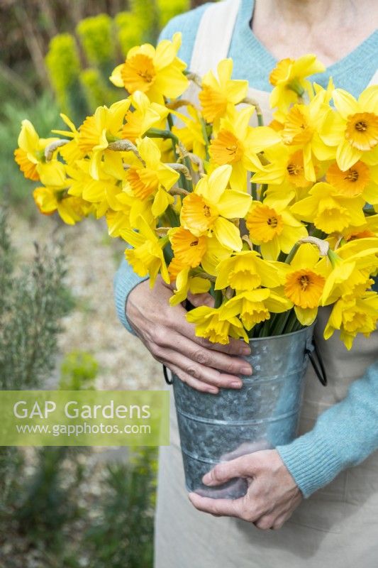 Person holding a bouquet of mixed Narcissus in a metal bucket