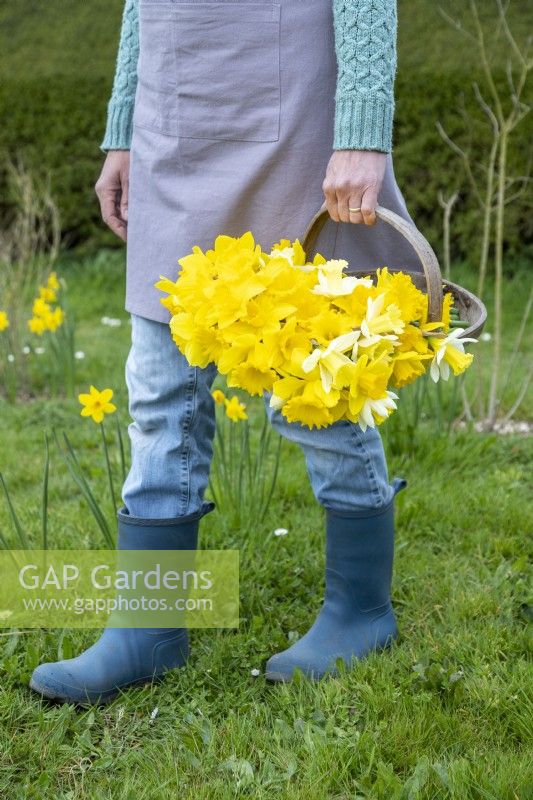 Person carrying picked mixed Narcissus in a wooden trug