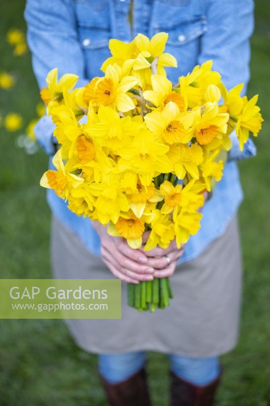 Person holding a bouquet of mixed Narcissus