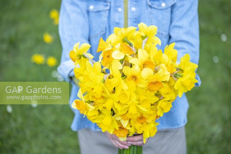 Person holding a bouquet of mixed Narcissus