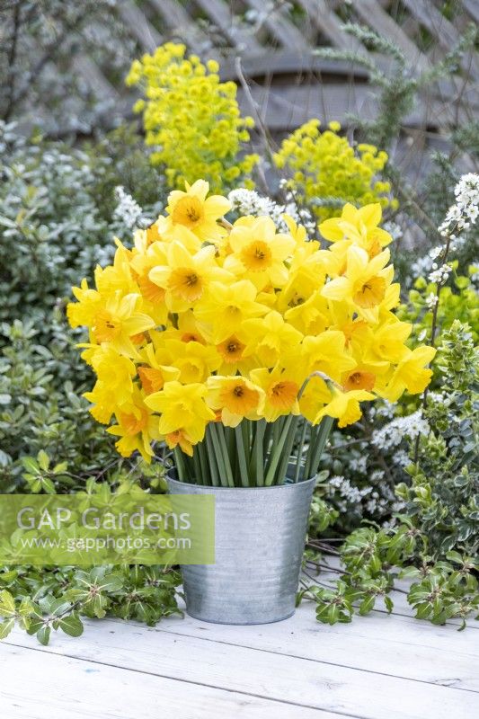 Bouquet of mixed Narcissus in a metal bucket