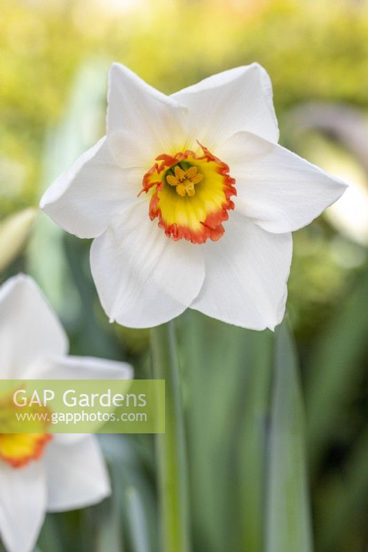 Single Narcissus - Daffodil