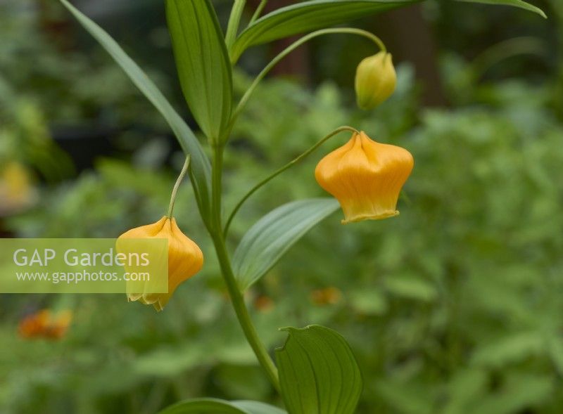 Sandersonia aurantiaca - Chinese lantern lily