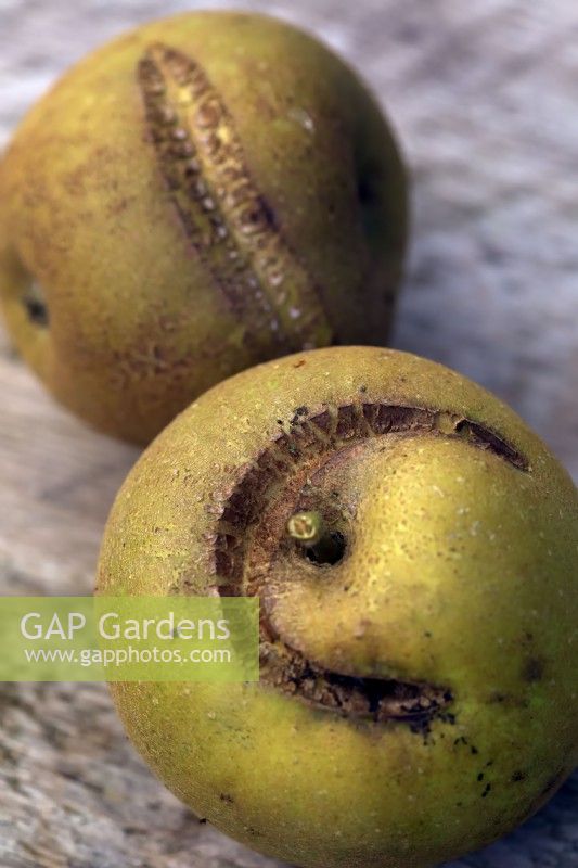 Scarring in Apples - Malus 'Ashmeads Kernel' may be indicative of Apple sawfly -Hoplocampa testudinea