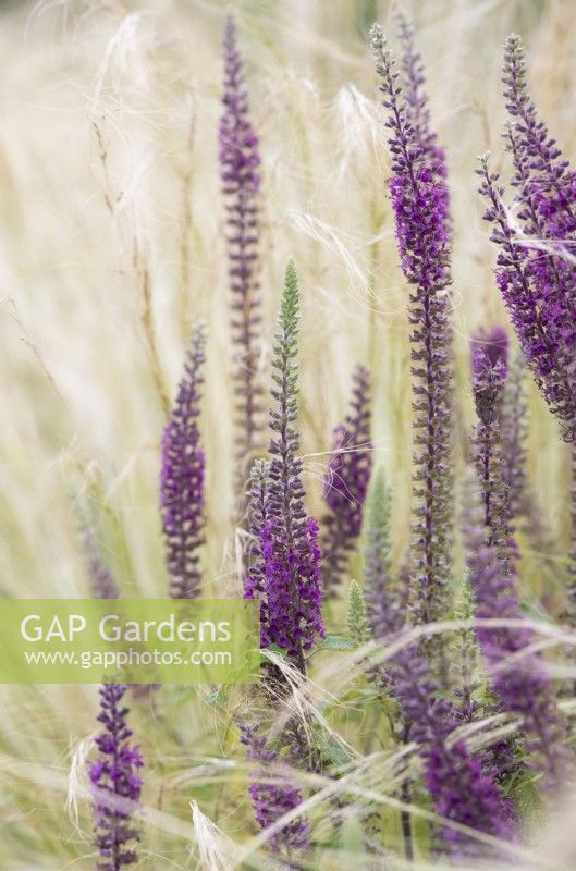 Teucrium hircanicum 'Paradise Delight' - Wood sage amongst Stipa tenuissima 