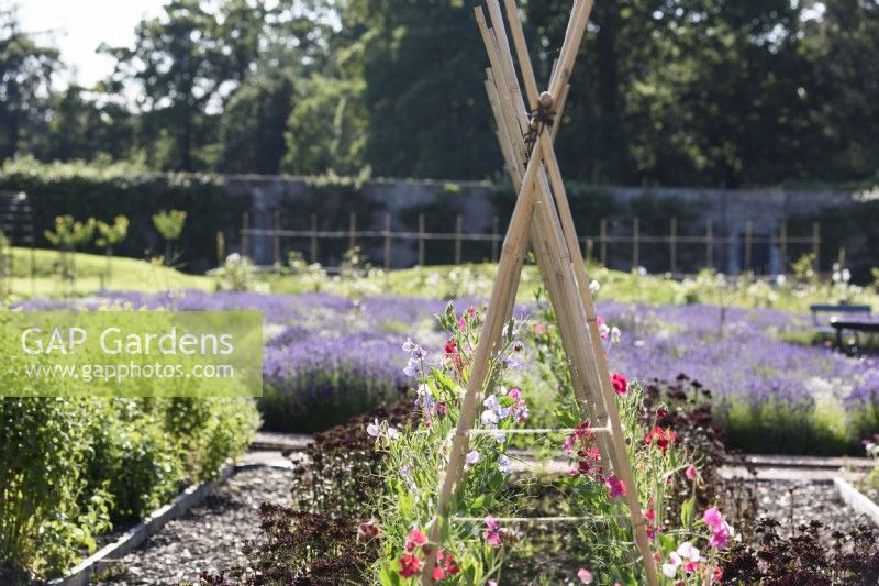 Sweetpeas climbing up twine strung between bamboo canes at Gordon Castle Walled Garden, Scotland in July