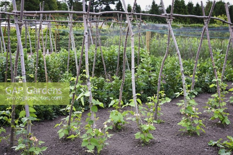 Runner beans climbing up hazel poles at Gordon Castle Walled Garden, Scotland in July