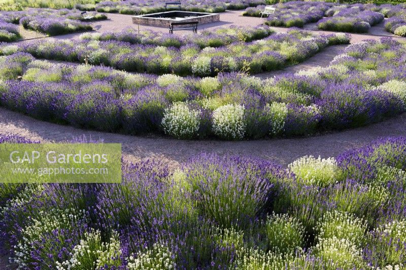 Concentric beds of lavender around a square dipping pond at Gordon Castle Walled Garden, Scotland in July. Design by Arne Maynard.
