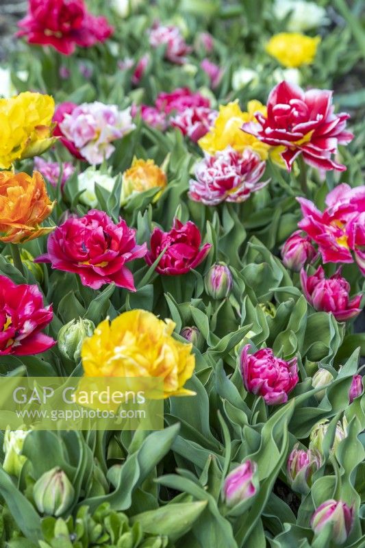 Group of mixed Double Tulipa - Tulips