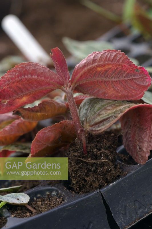 Rooting individual cuttings of Pilea 'Norfolk' in individual plugs