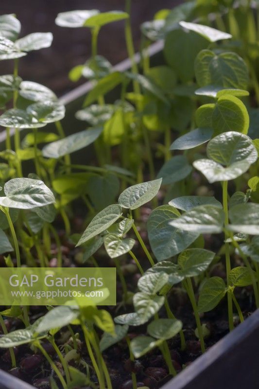 Sprouting Aduki or Adzuki Beans - Vigna angularis for micro greens