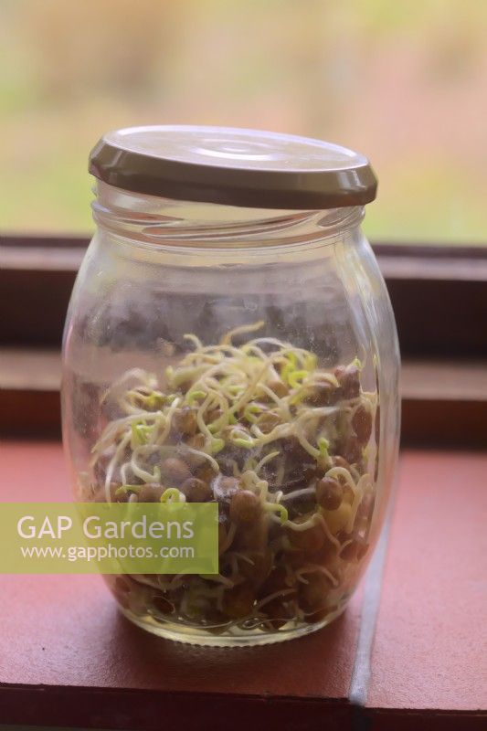 Sprouting jar with Sprouting Carlin peas also known as Maple, Brown or Pigeon peas - Cajanus cajan, lids askew to allow air entry, on windowsill