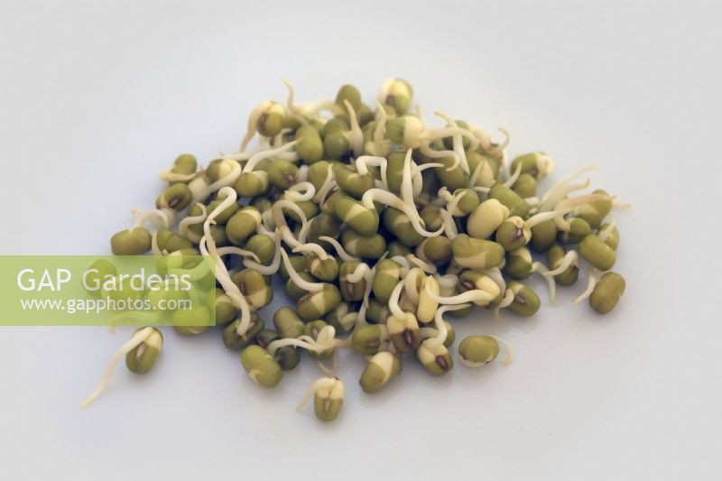 Sprouting Mung Beans - Vigna radiata