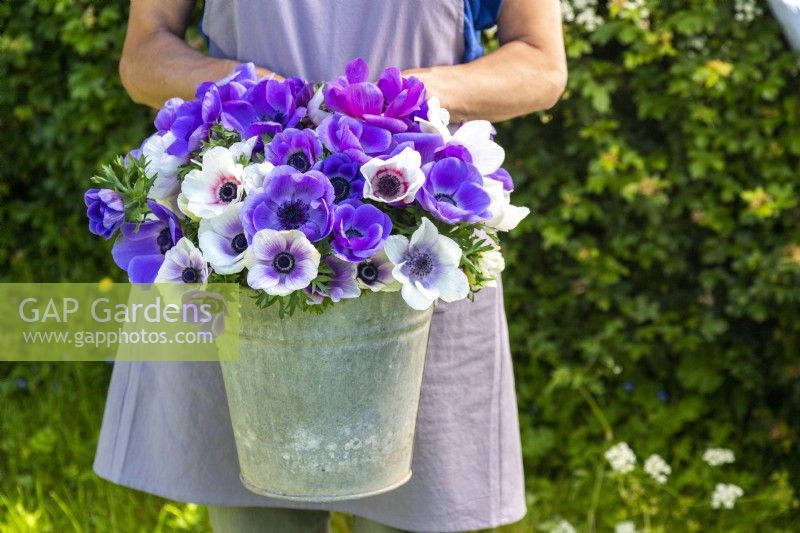 Woman holding galvanised bucket with Anemone Blue and Pastel Mix