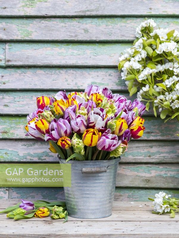 Bouquet of Tulipa Rembrandt Mix - Tulips in galvanised bucket