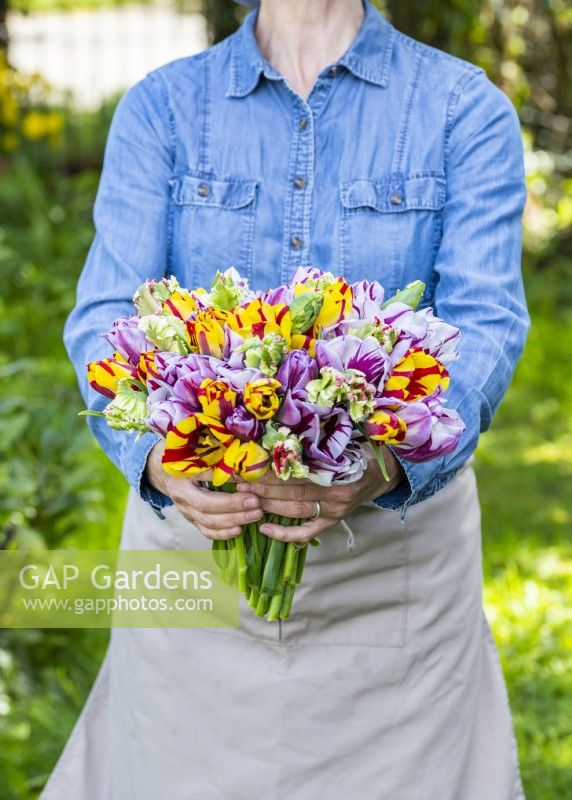 Woman holding picked bunch of Tulipa Rembrandt Mix - Tulips